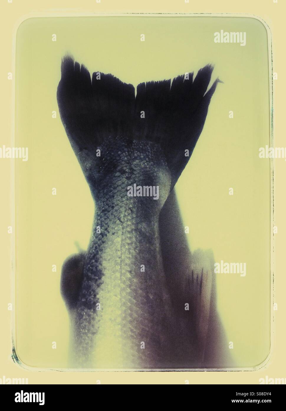 Salmon fish tail - Smartphone Captured Stock Image