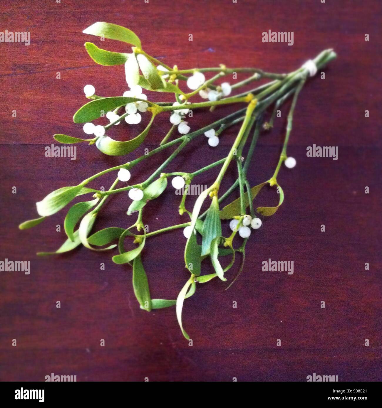 Bunch or sprig of mistletoe - Smartphone Captured Stock Image