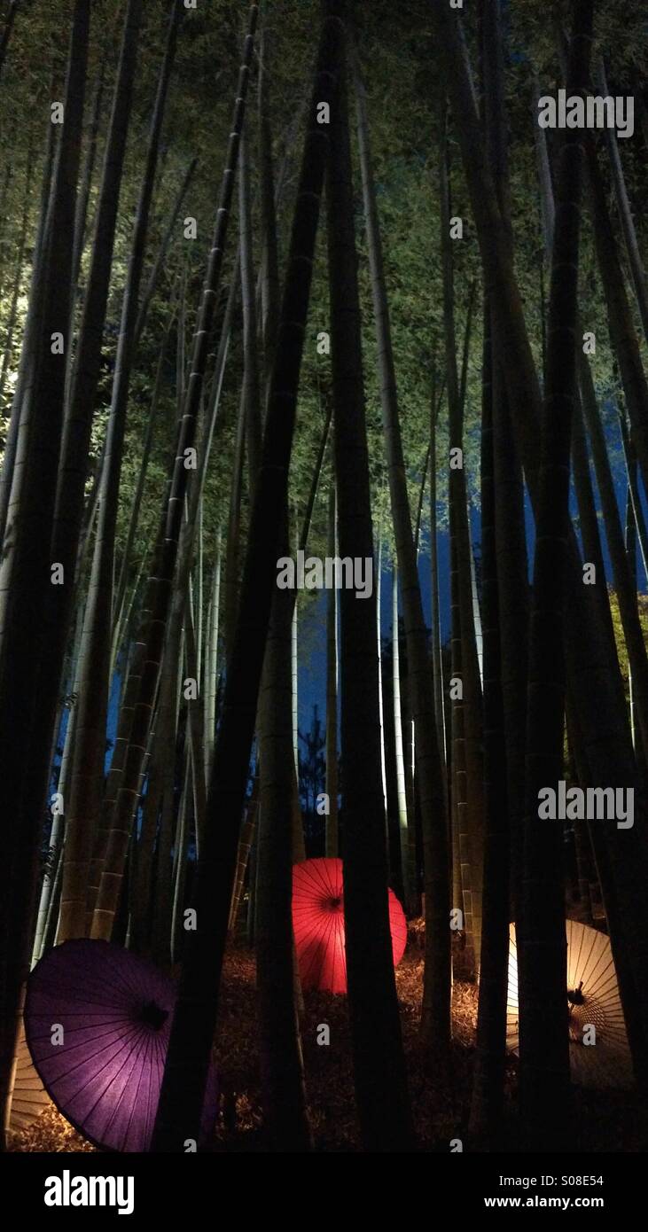 Umbrellas dancing in the bamboo forest Stock Photo Alamy