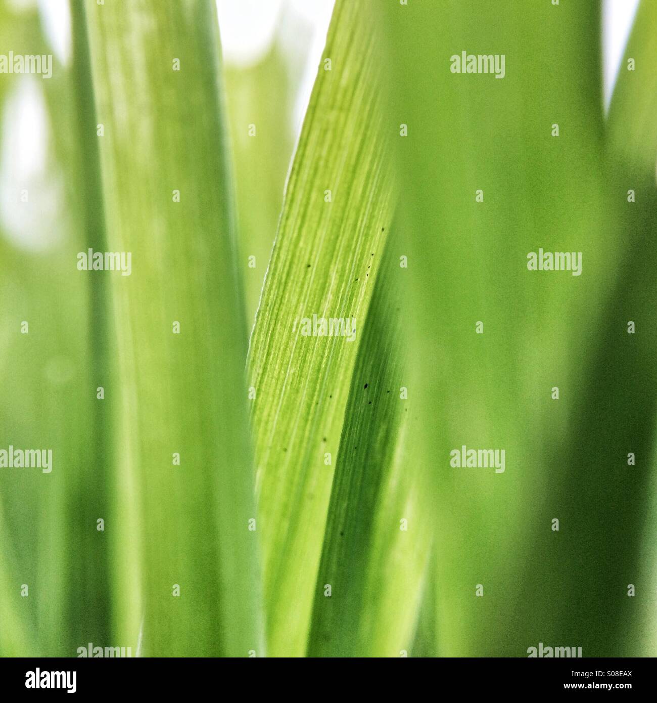 Strands of green grass lighted by the sun Stock Photo