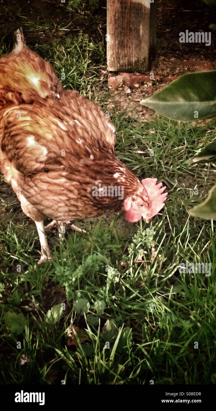 Freerange chicken pecking about in garden Stock Photo