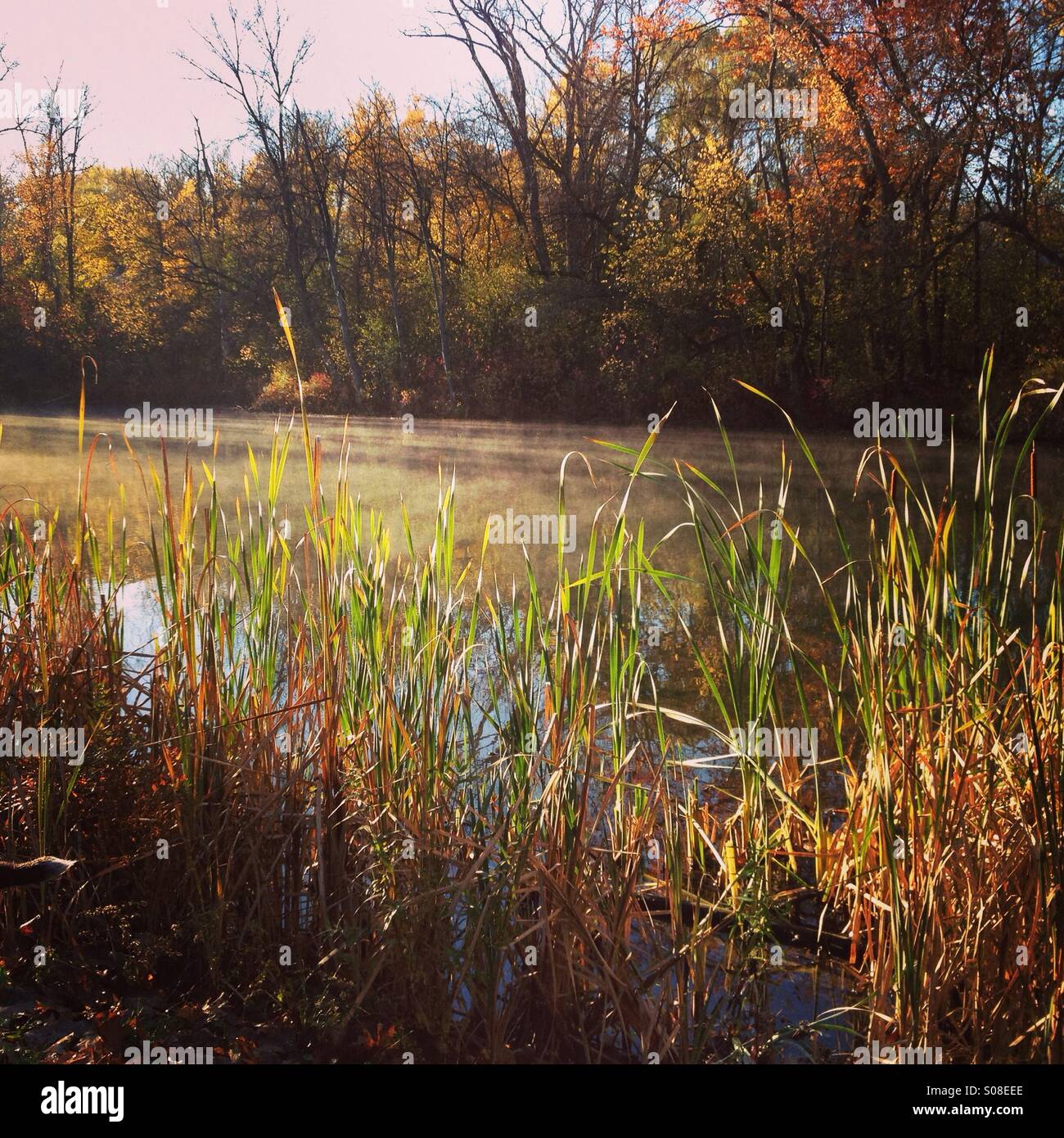 Buckingham pond Albany Stock Photo Alamy