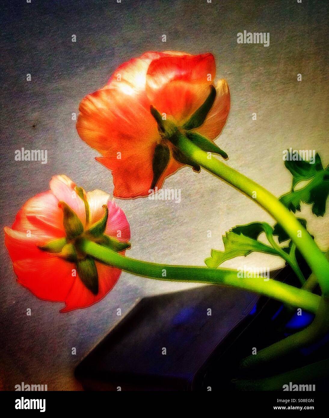 Pink flowers - Smartphone Captured Stock Image