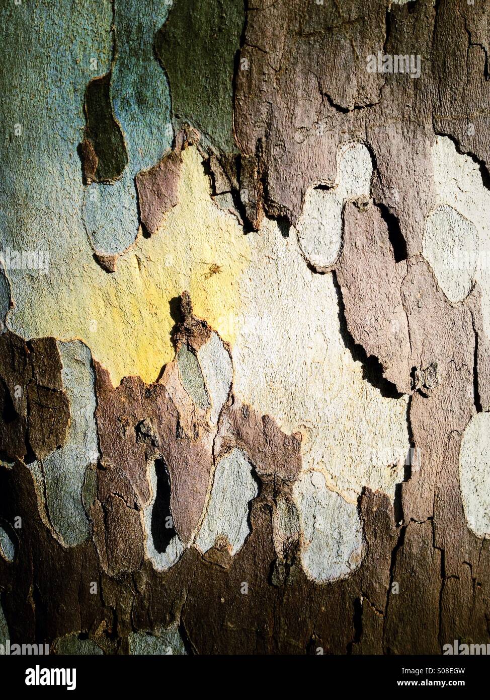 Flaking bark on tree - Smartphone Captured Stock Image