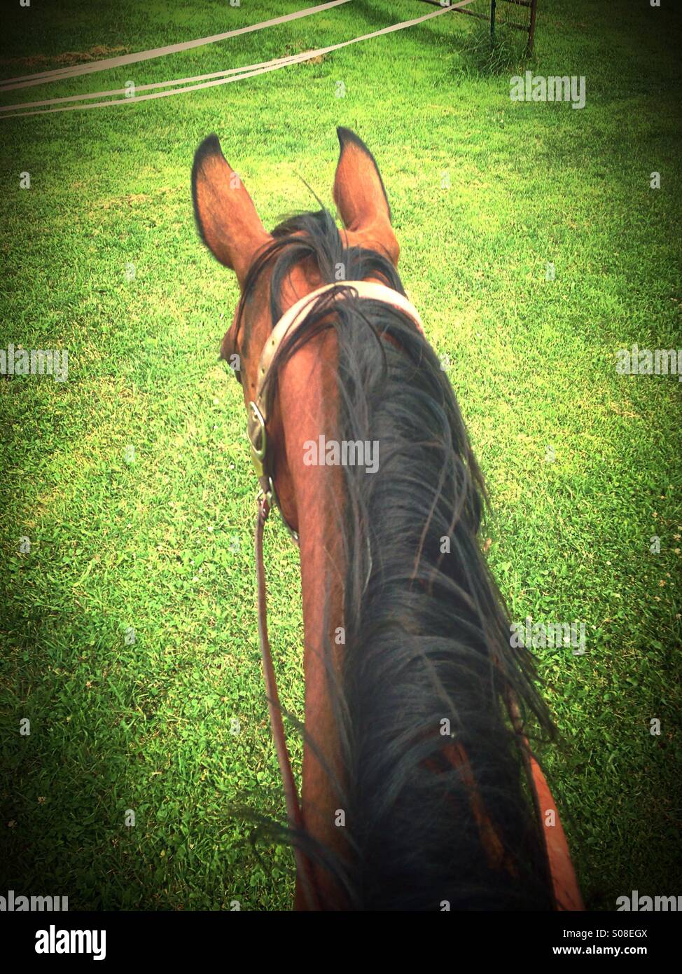 From The Back Of A Quarter Horse Stock Photo Alamy from-the-back-of-a-quarter-horse-stock-photo-alamy