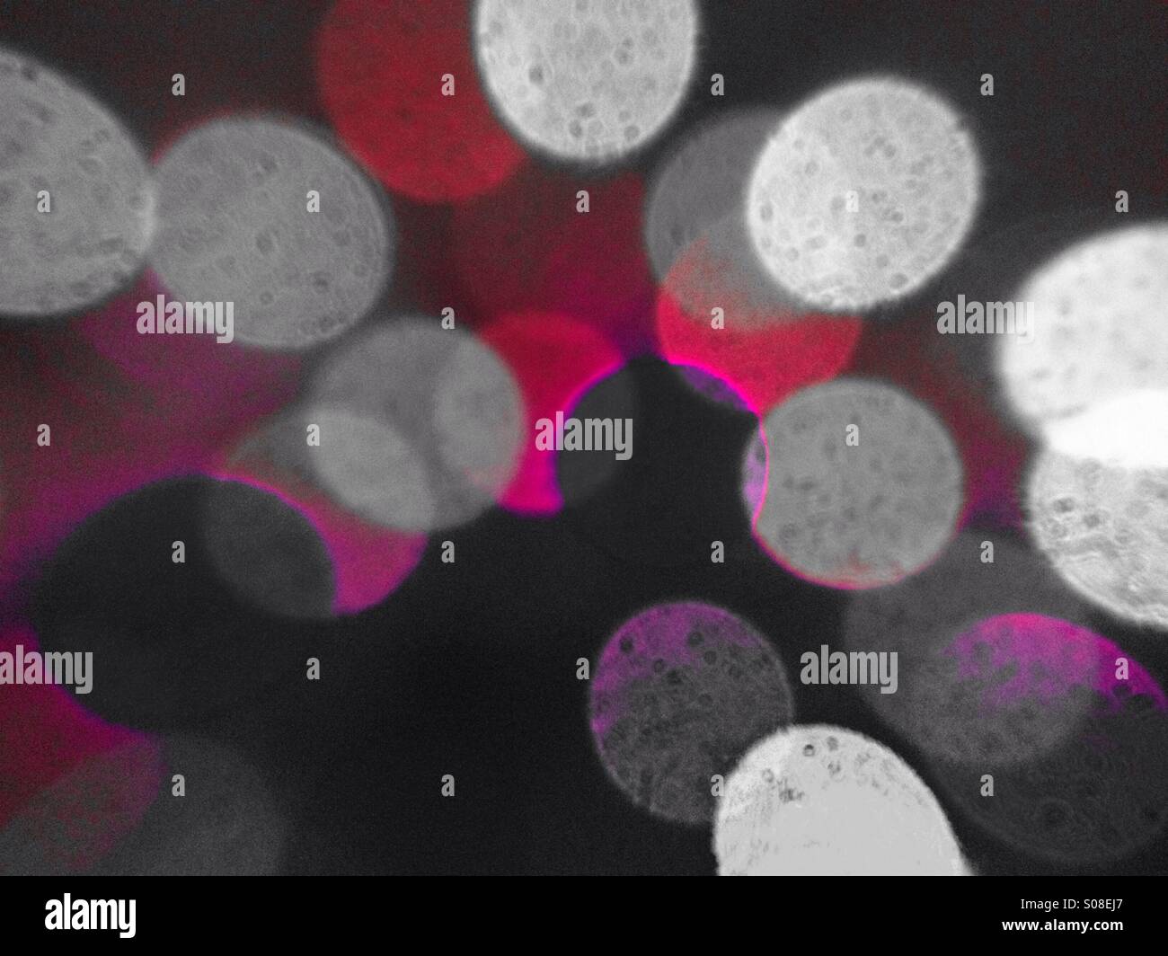 Christmas tree lights - Smartphone Captured Stock Image