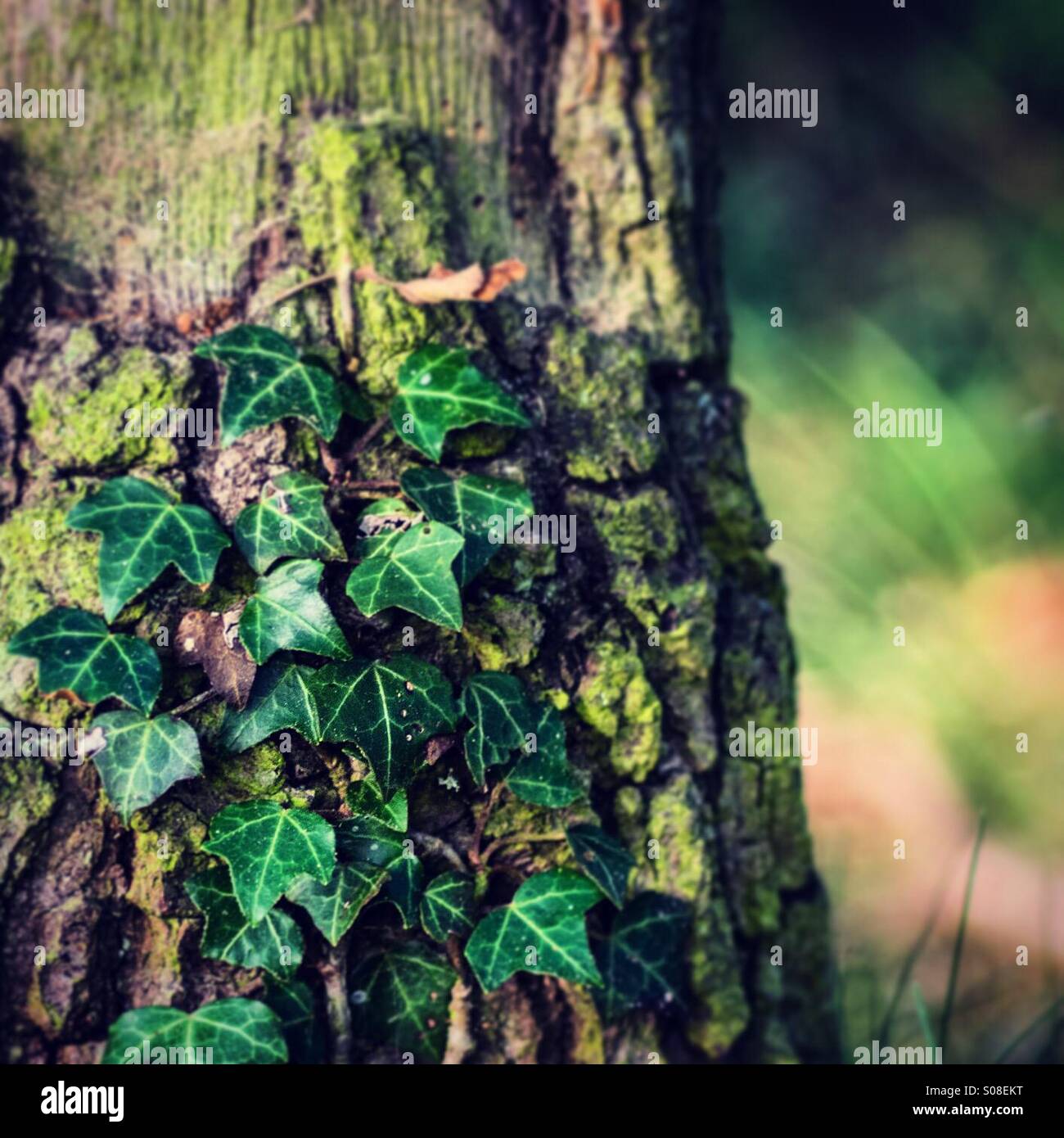 Ivy growing up the trunk of a tree. High contrast - Smartphone Captured Stock Image Ivy growing up the trunk of a tree. High contrast - Smartphone Captured Stock Image
