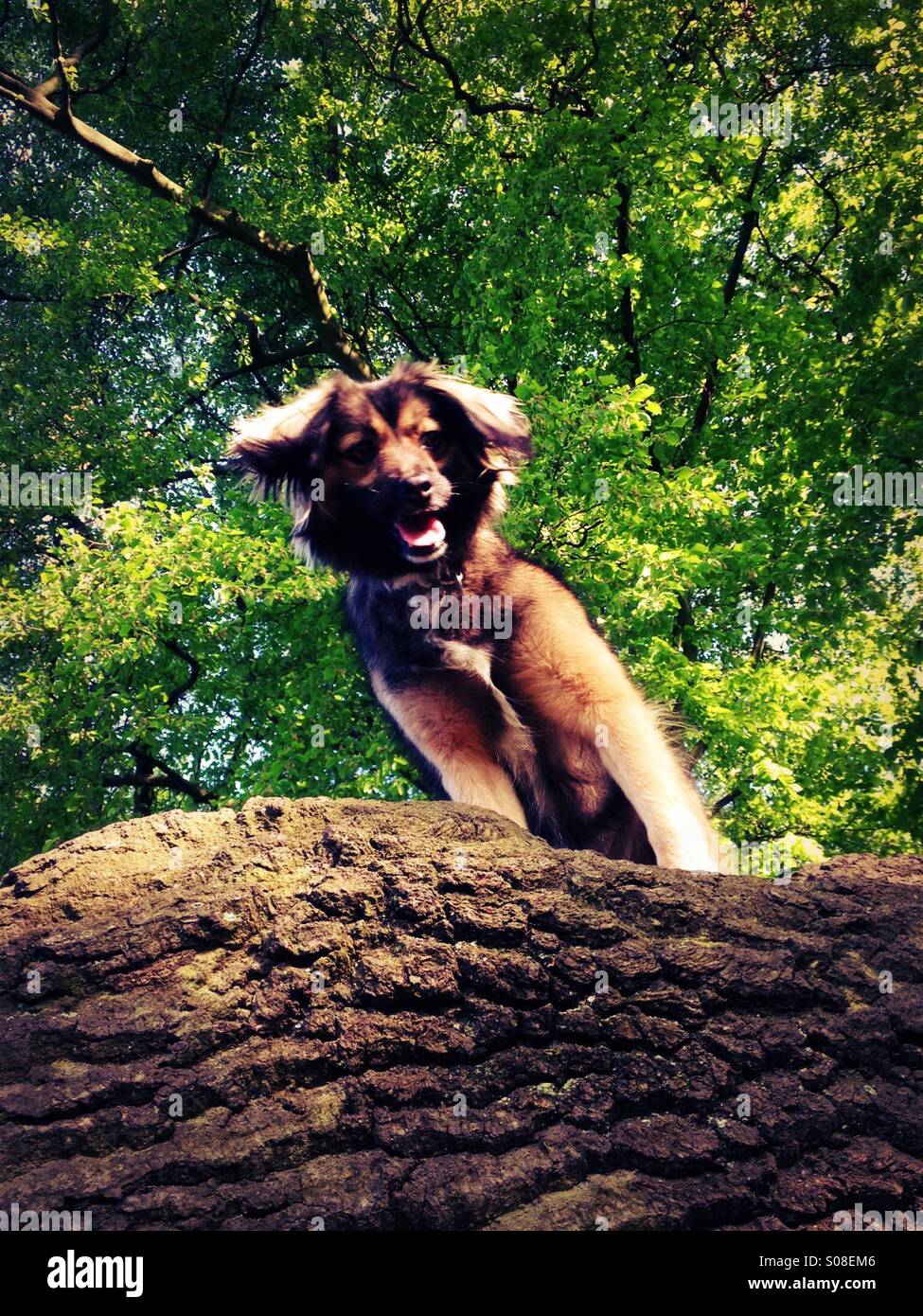 My dog peering down at me from a tree. Stock Photo