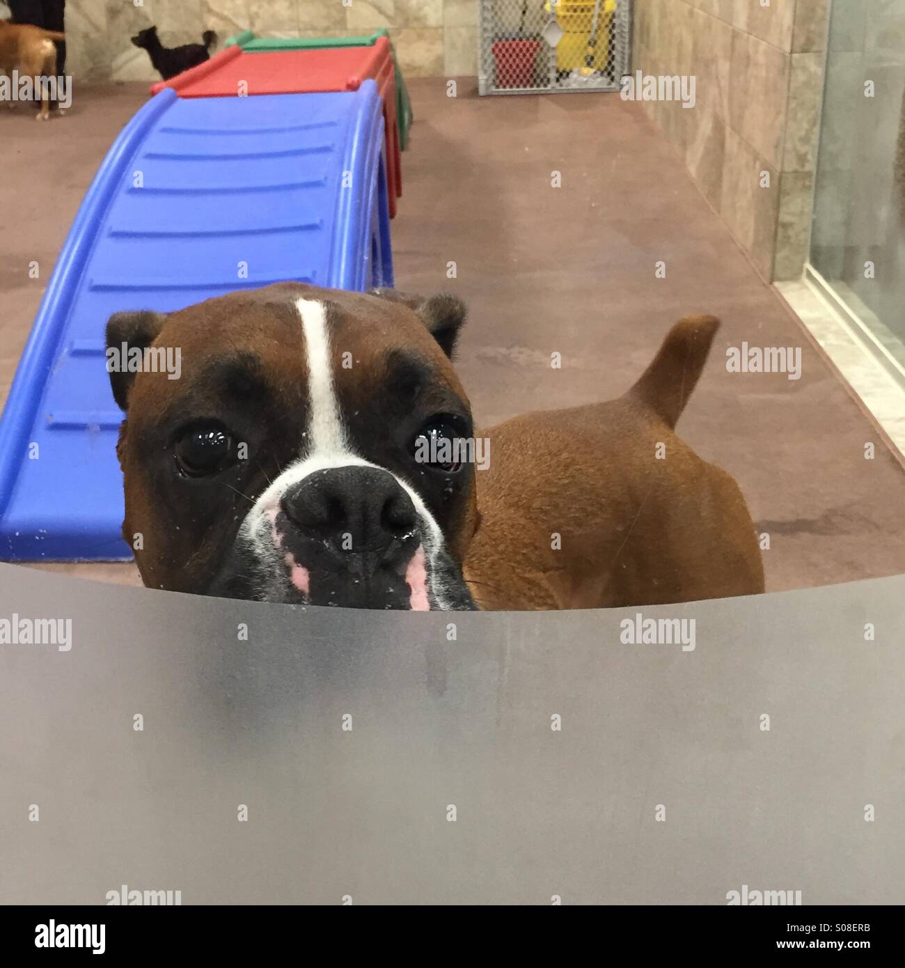 Boxer dog looking through plate glass divider at doggie day camp, USA, December 12, 2014, © Katharine Andriotis Stock Photo