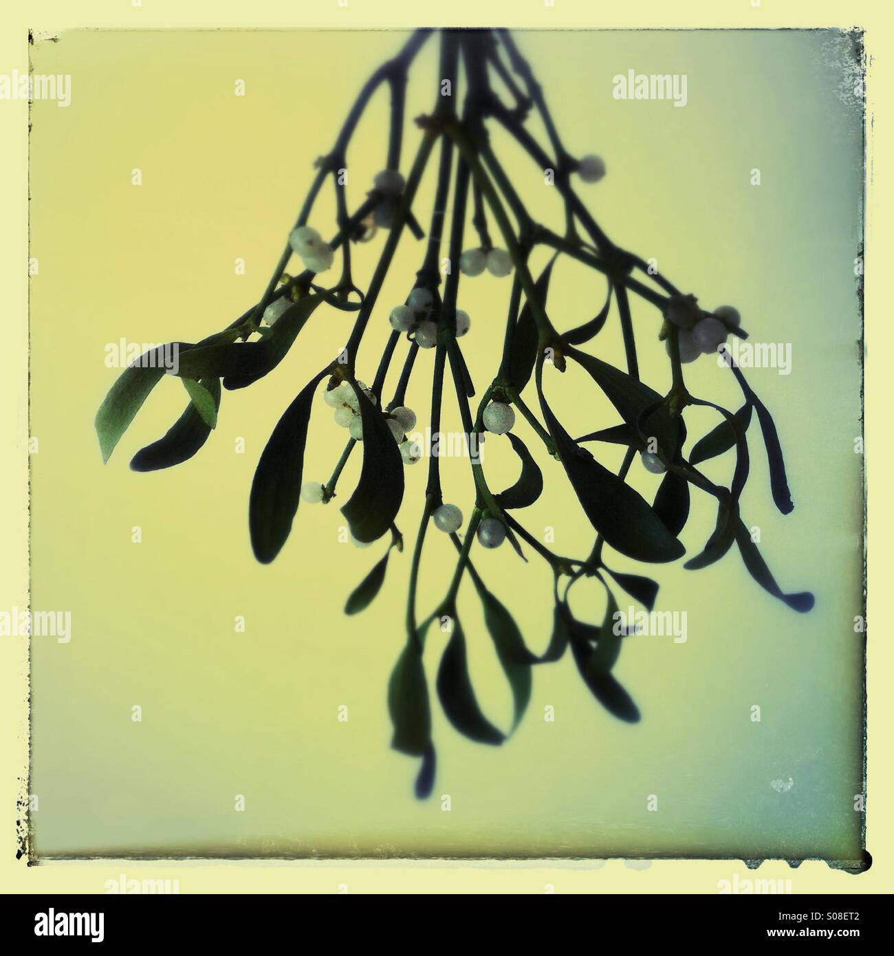 Mistletoe bundle with green leaves and white berries for festive decoration and traditions - Smartphone Captured Stock Image