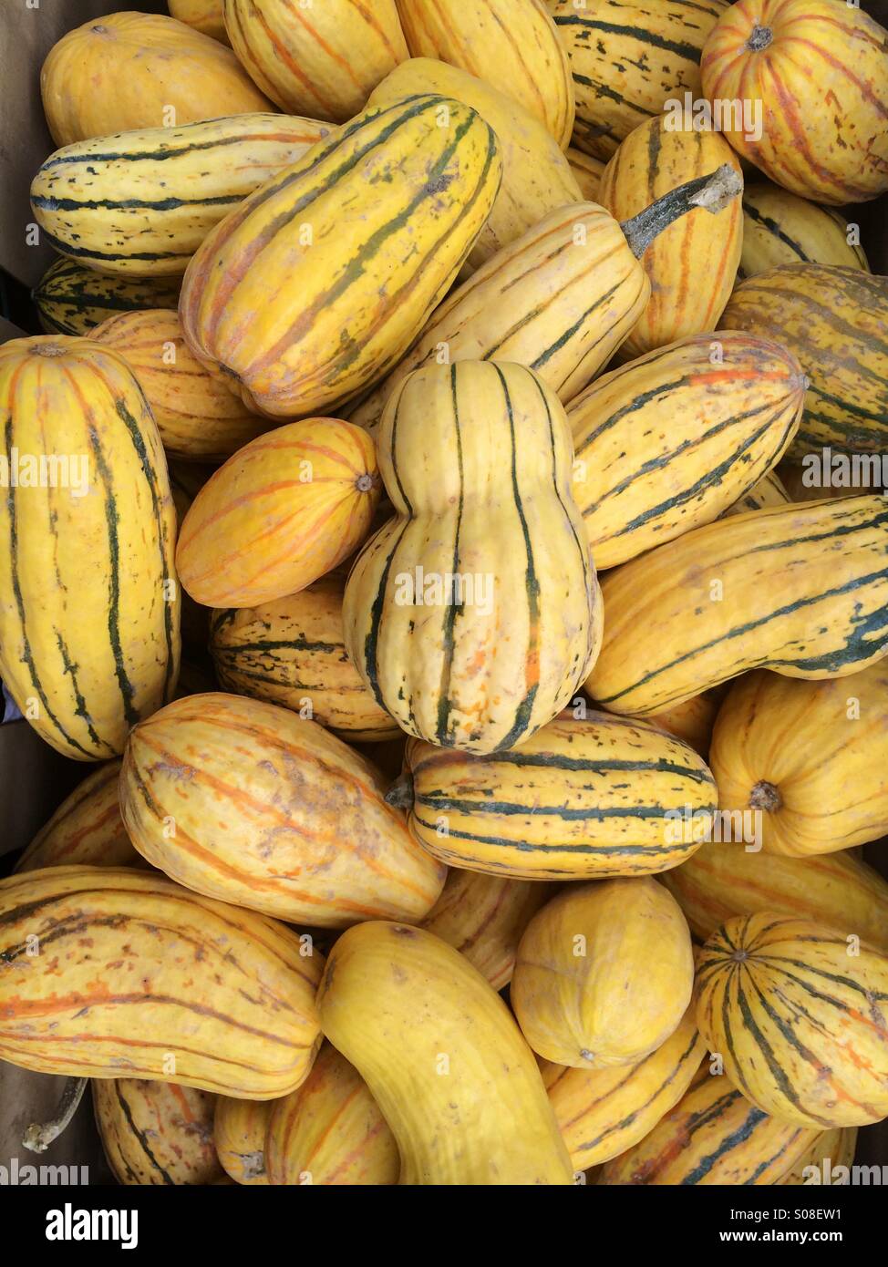 Overhead view of Delicata winter squash being sold at a London farmers