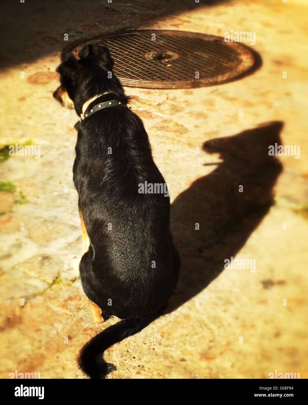 Why Do Dogs Stare At Shadows