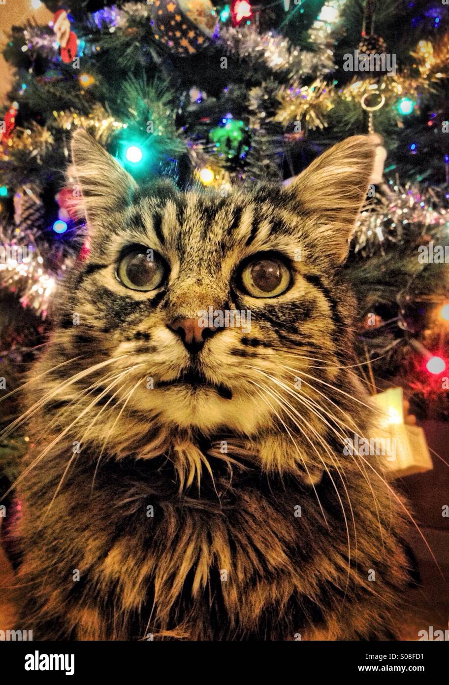 Pet cat in front of Christmas tree - Smartphone Captured Stock Image