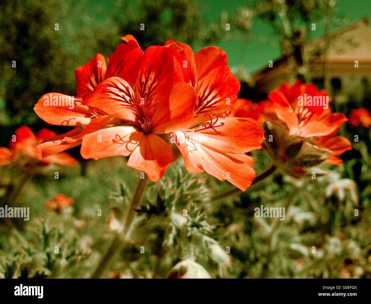Geranium - Smartphone Captured Stock Image