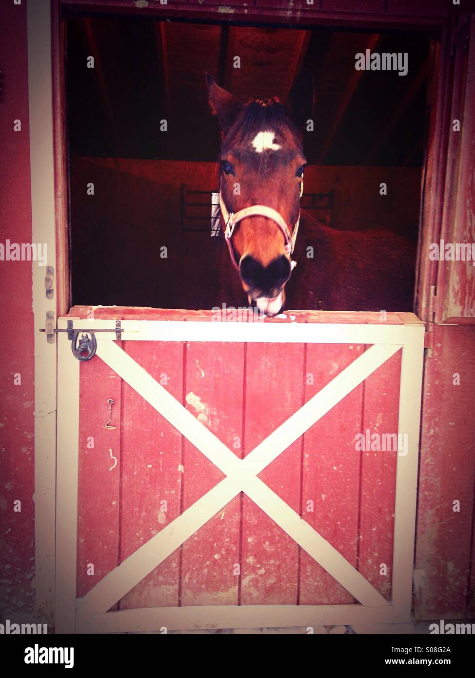 Quarter Horse Chewing Stock Photo Alamy