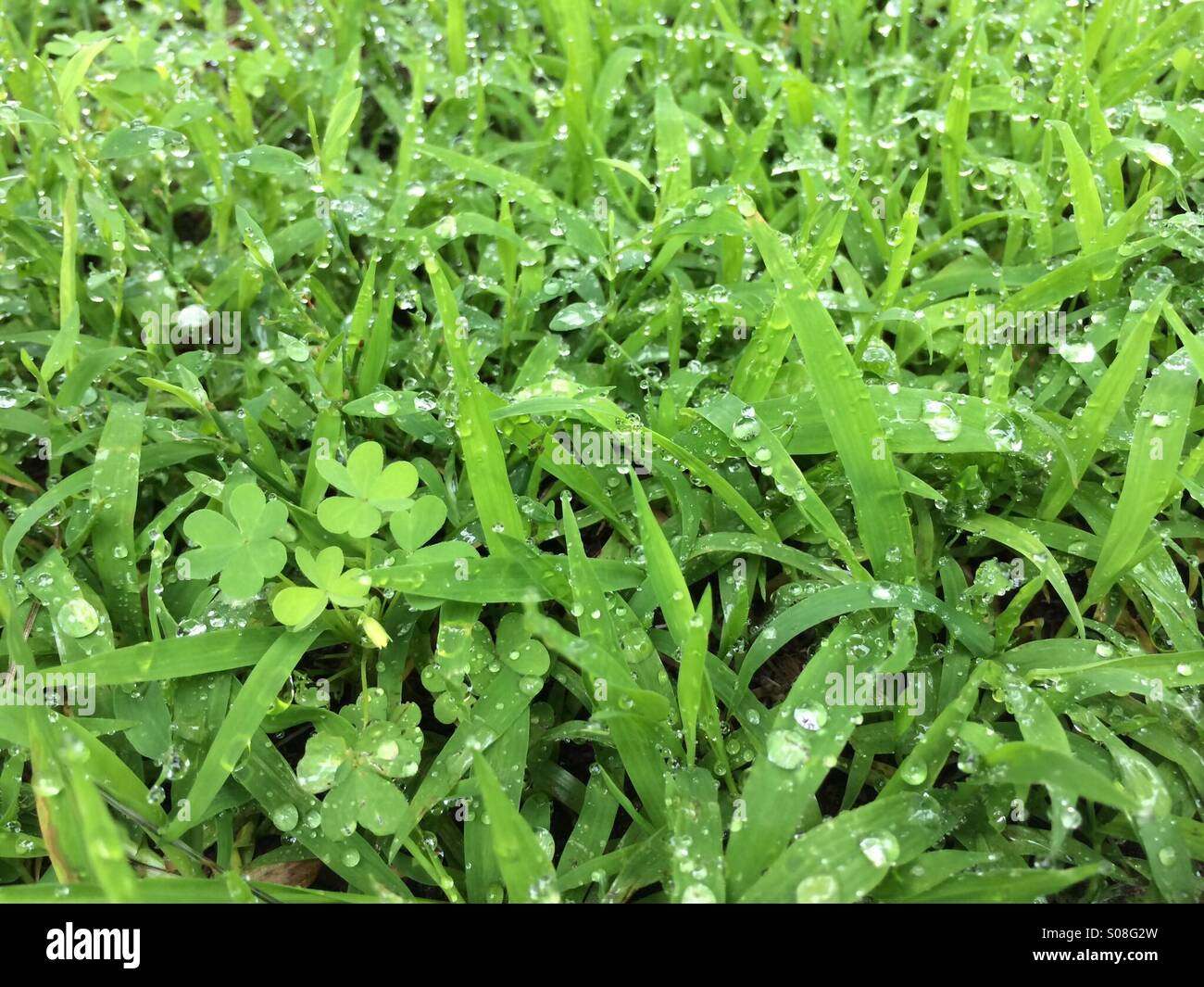 The grass is always greener! Stock Photo Alamy