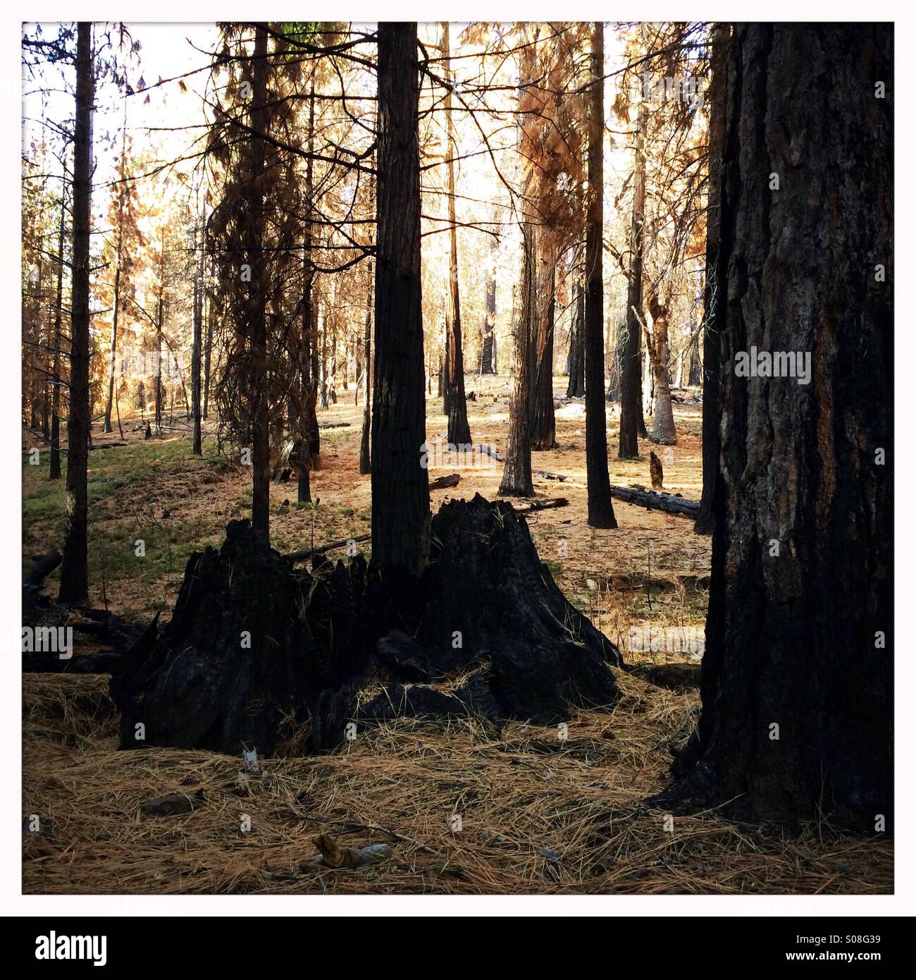 Burned trees in California's Sierra Nevada mountains caused by the 2013 Rim Fire. Yosemite National Park, Mariposa County, California, USA - Smartphone Captured Stock Image