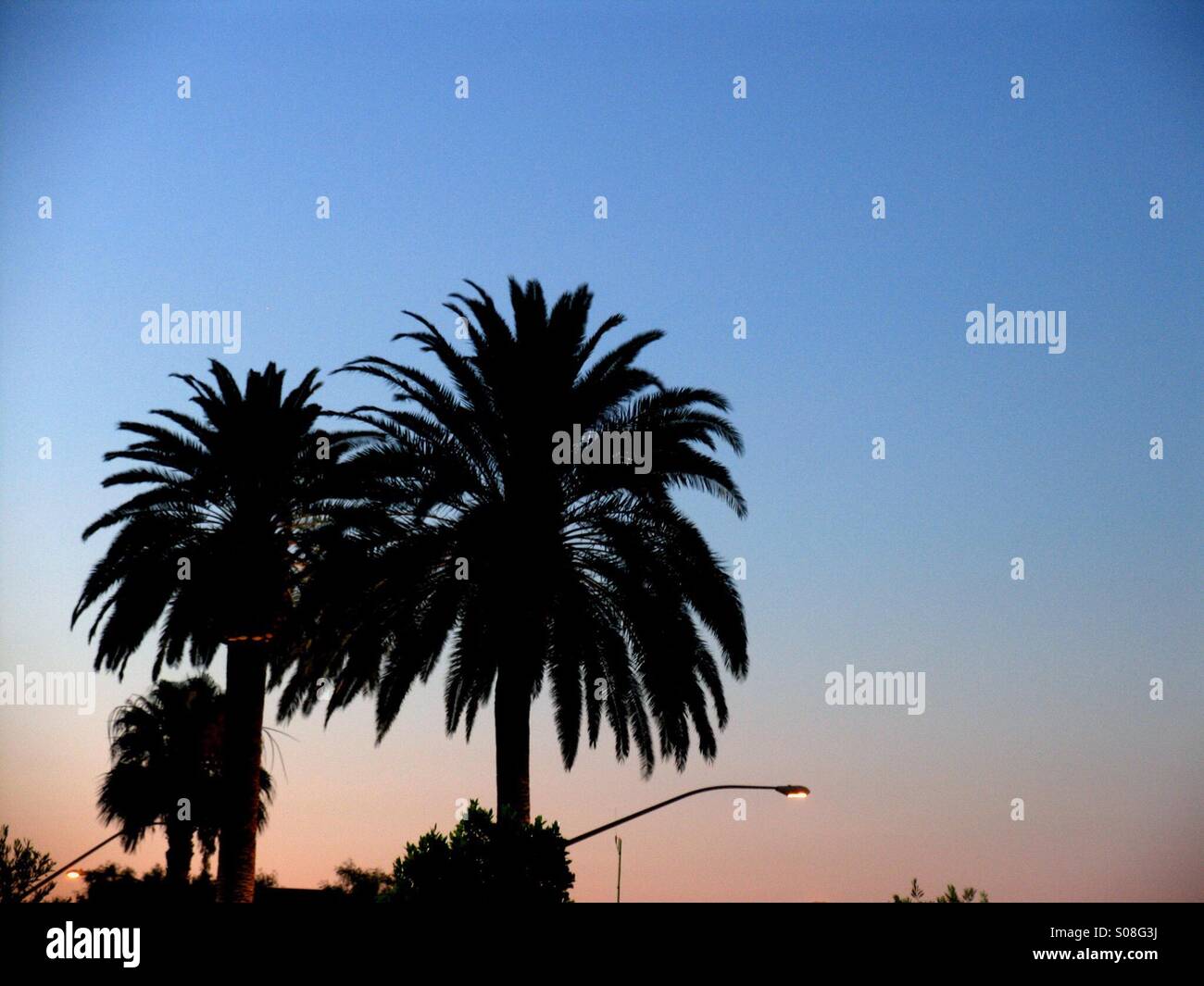 Palm trees in Las Vegas Stock Photo Alamy