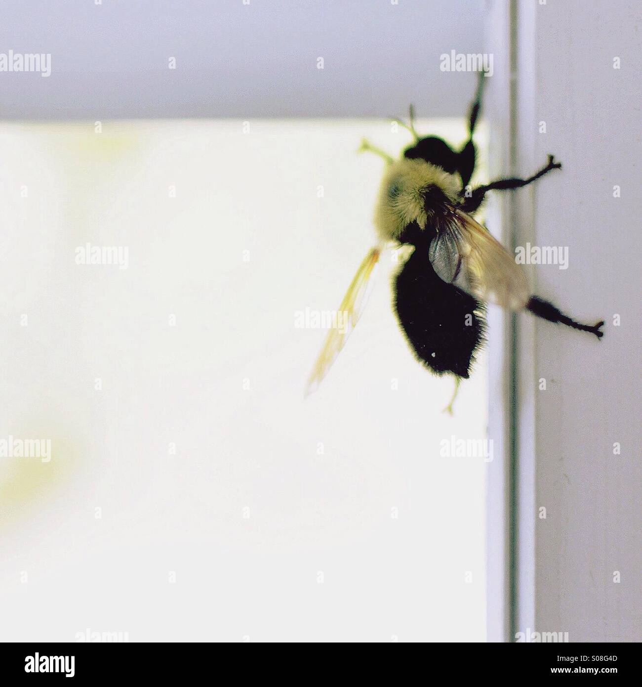 Bumble bee in window Stock Photo
