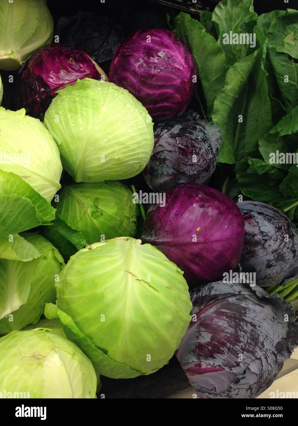 Green and Red cabbage Stock Photo