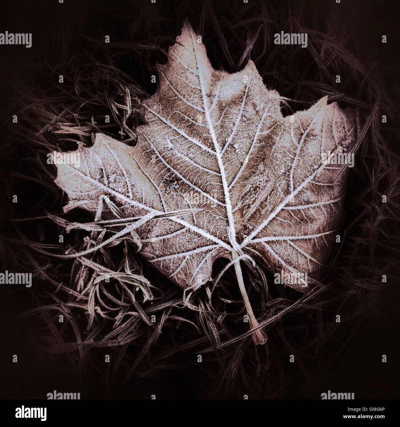 A frosted leaf Stock Photo Alamy
