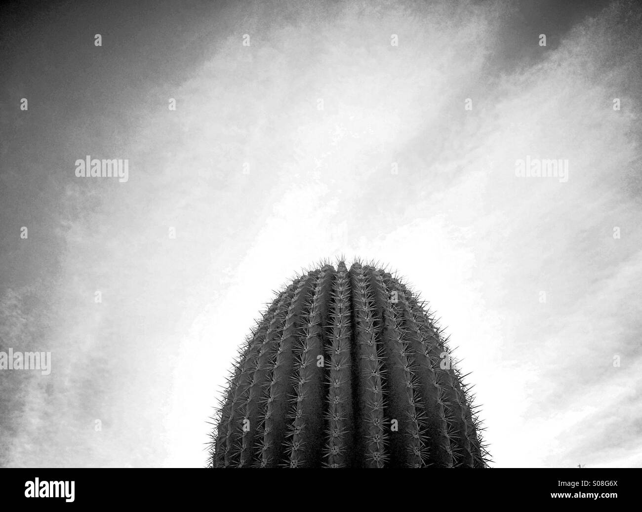 Black and white Saguaro cactus in Arizona sky. Stock Photo