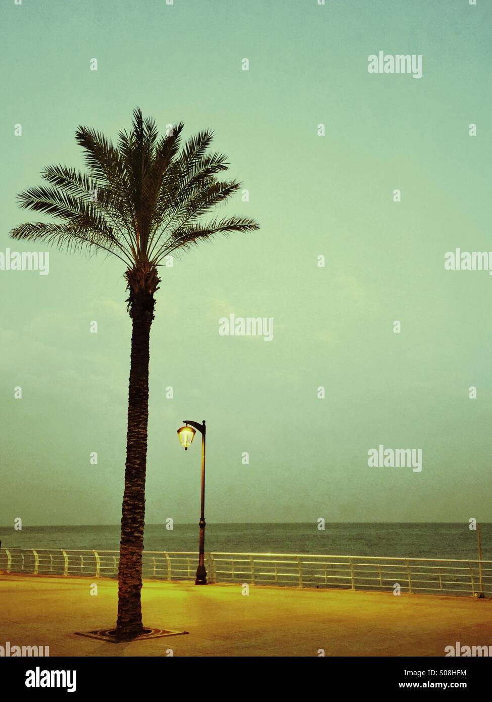 Palm tree by the Mediterranean Sea Beirut Lebanon Stock Photo