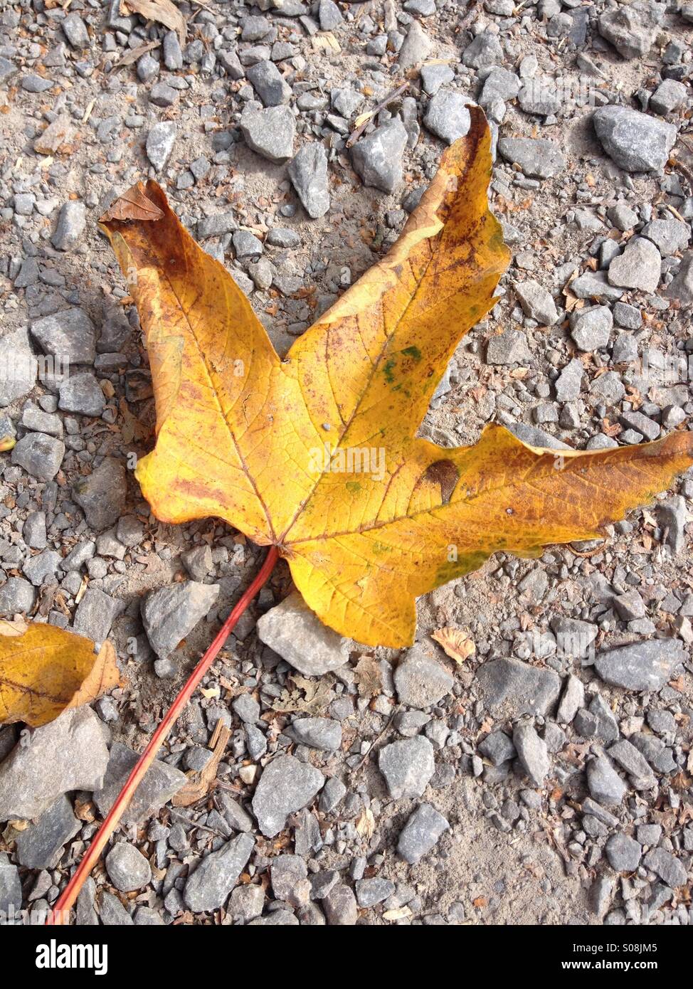 Autumn leaf on stony ground - Smartphone Captured Stock Image