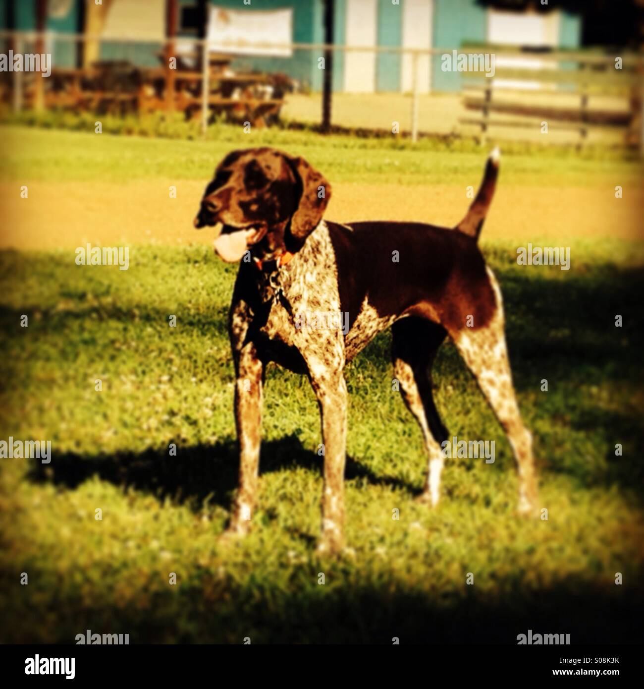 A happy female German short haired pointer in a baseball field on bright sunny summer day. Stock Photo
