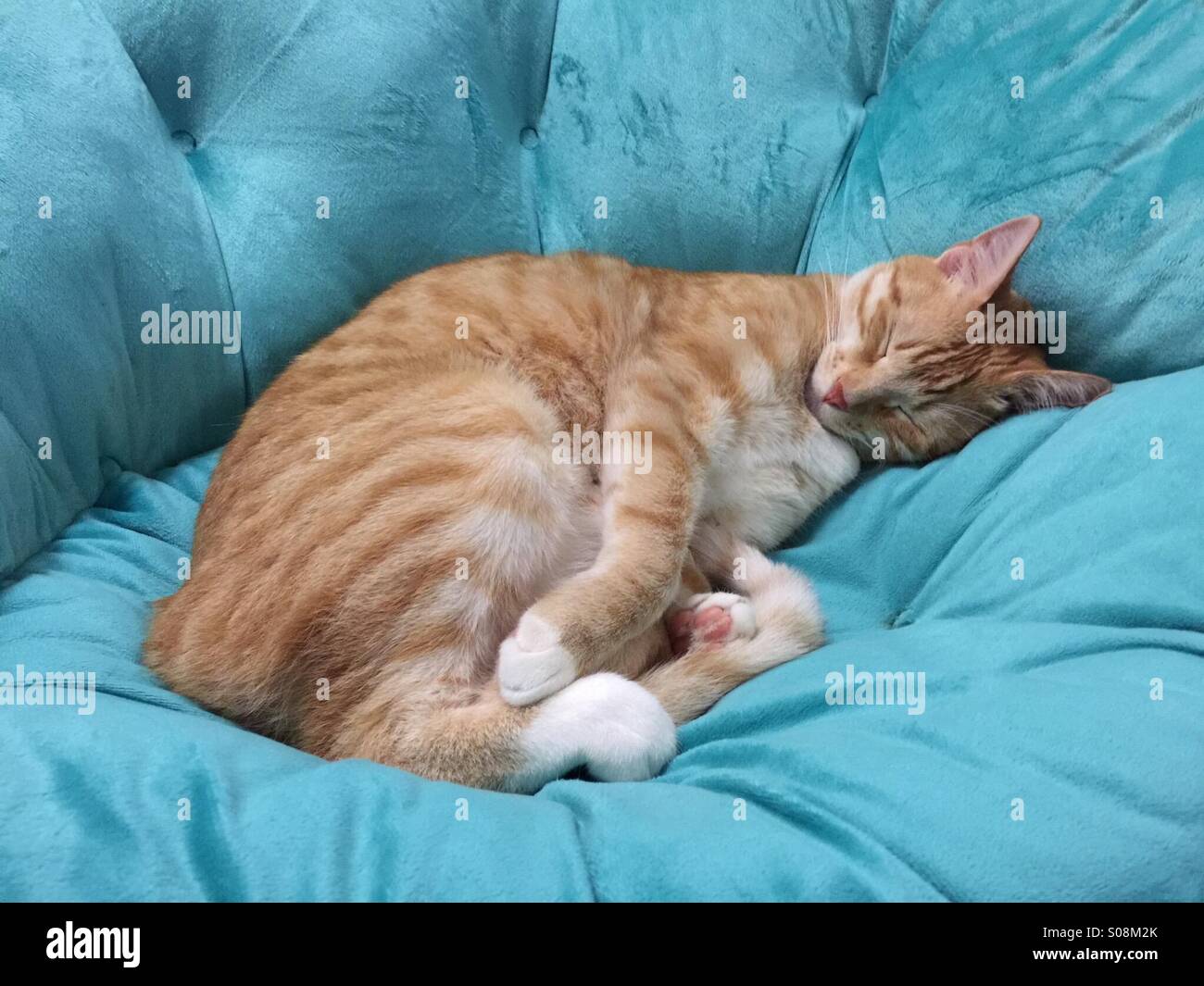 A cat sleeping on a futon Stock Photo Alamy