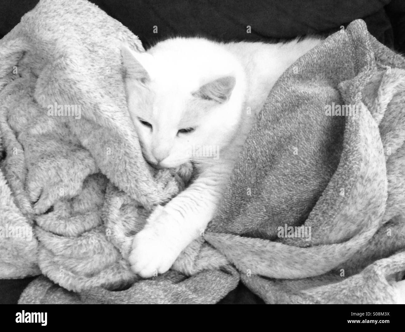 White cat in blanket Stock Photo