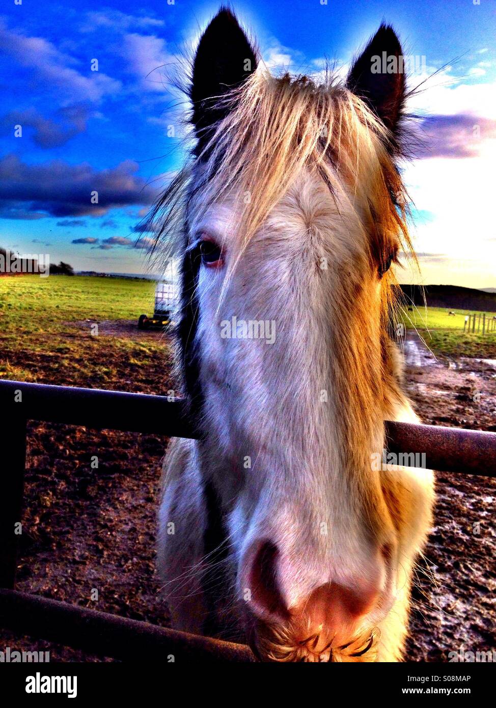 Horse in a field - Smartphone Captured Stock Image