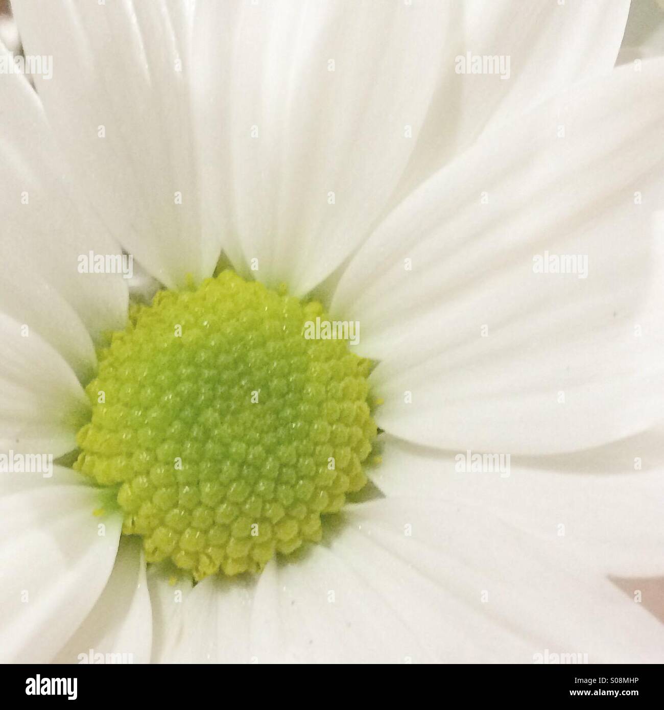 Macro of a white petal flower - Smartphone Captured Stock Image