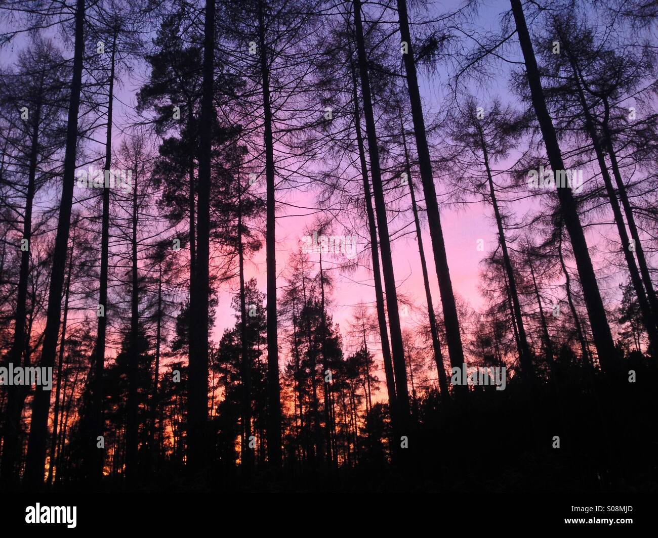 Evening through the trees Stock Photo