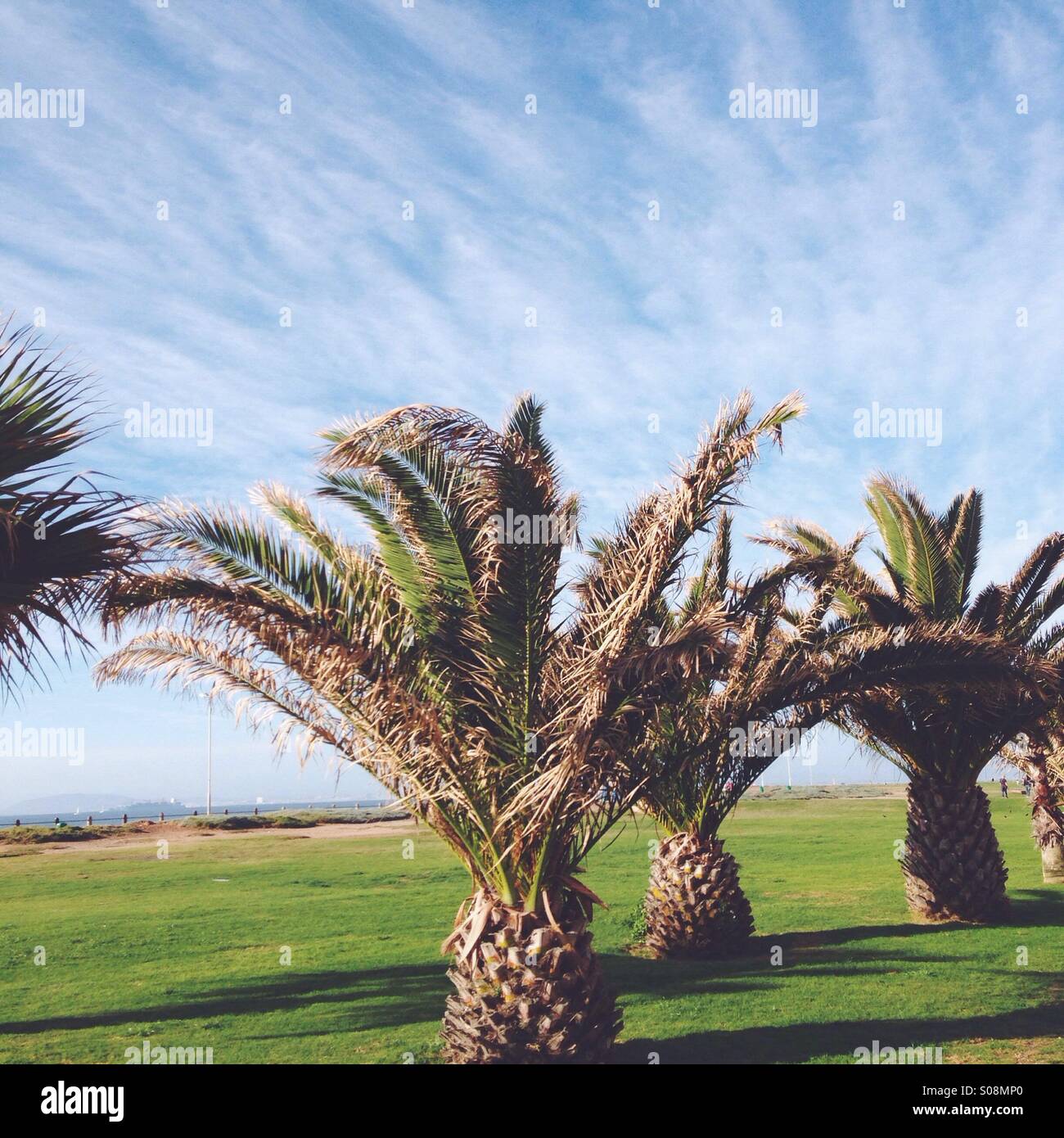 Palm Tree in Cape Town Stock Photo Alamy