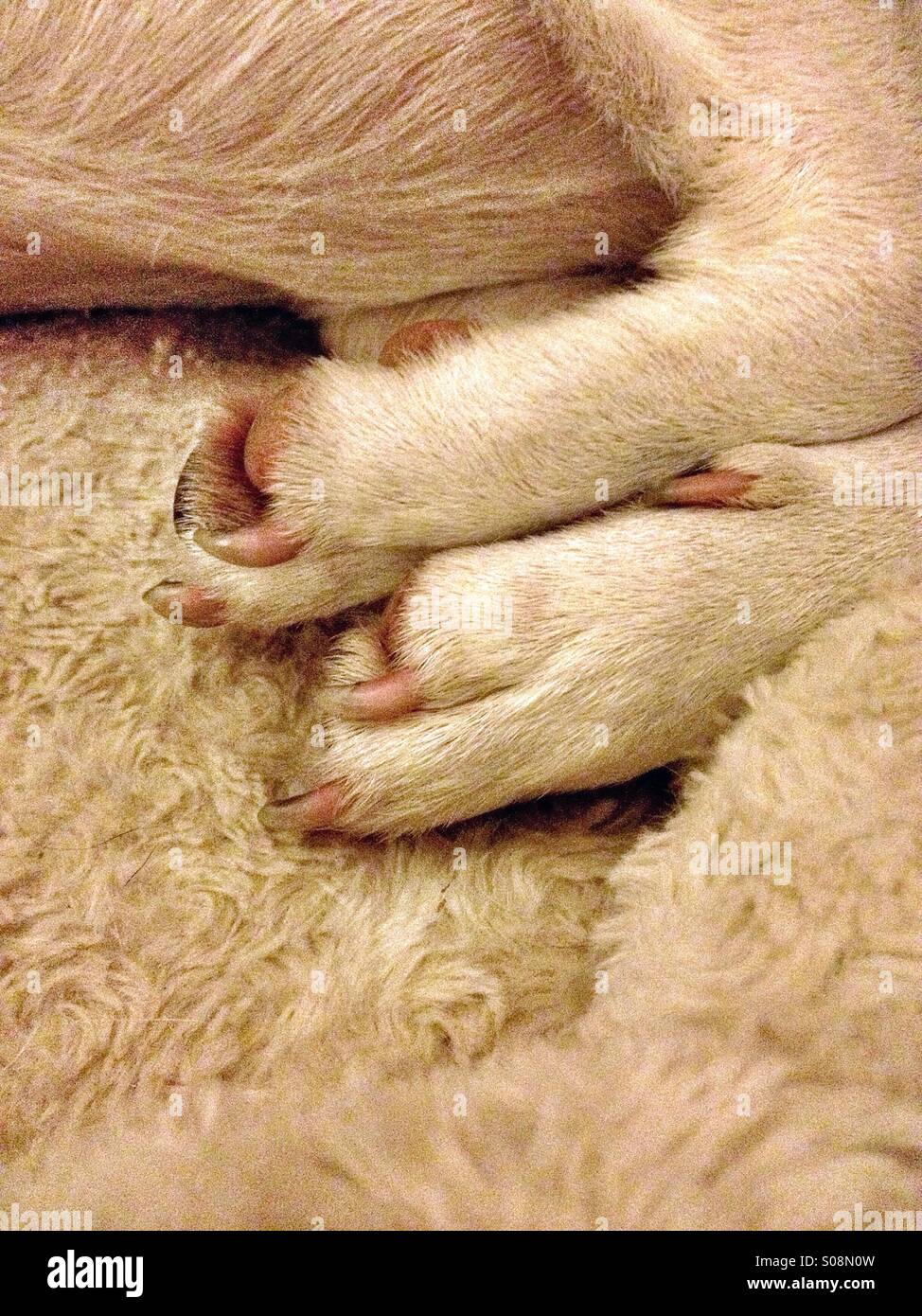 Dog claws - Smartphone Captured Stock Image