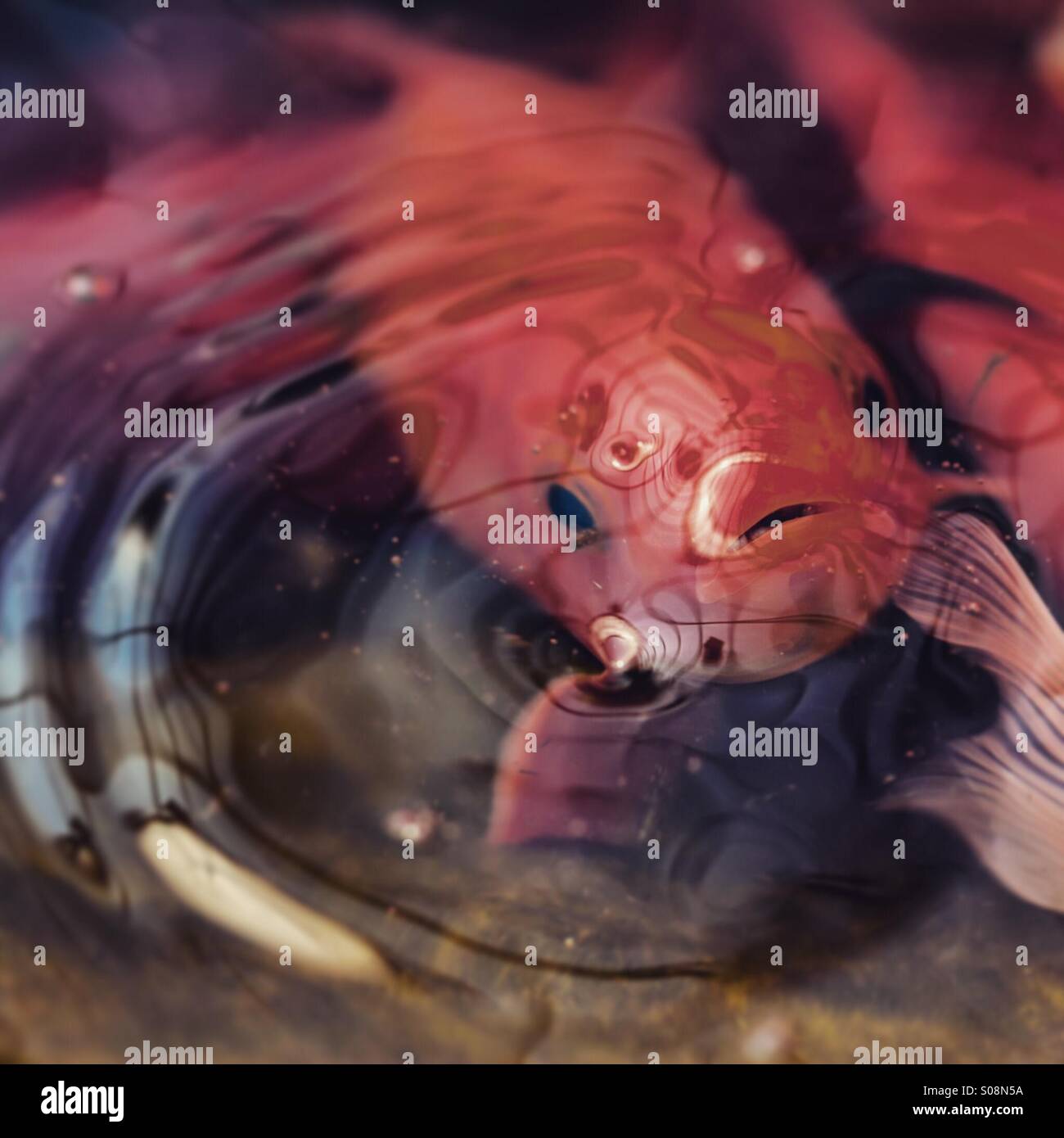 Goldfish at surface of pond - Smartphone Captured Stock Image