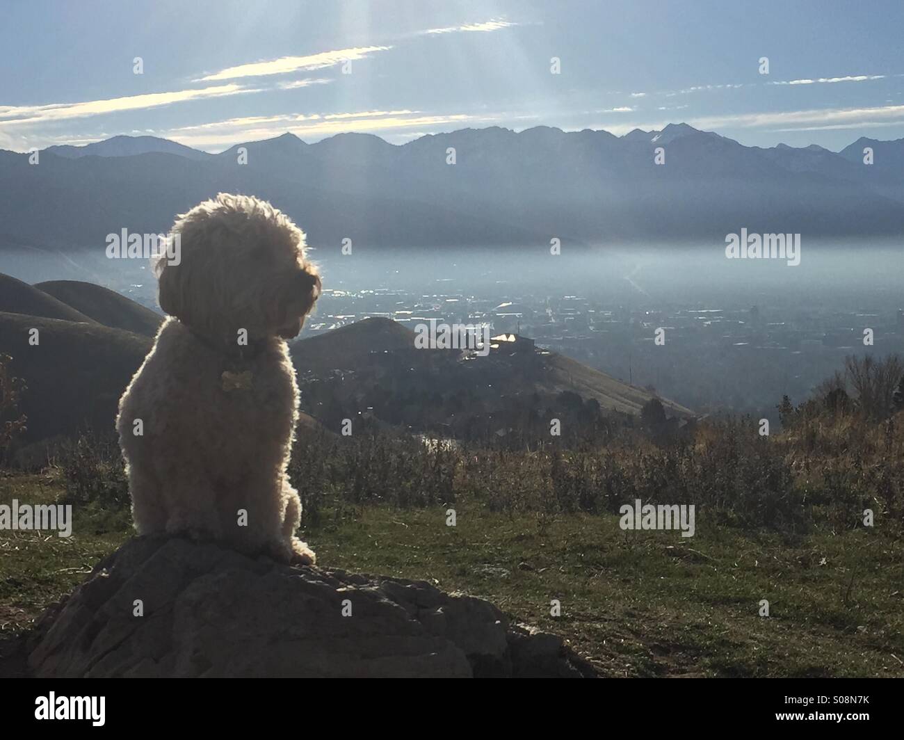 A small golden doodle dog rests on a rock on a hiking trail over looking an inversion-covered salt lake city, Utah. Stock Photo