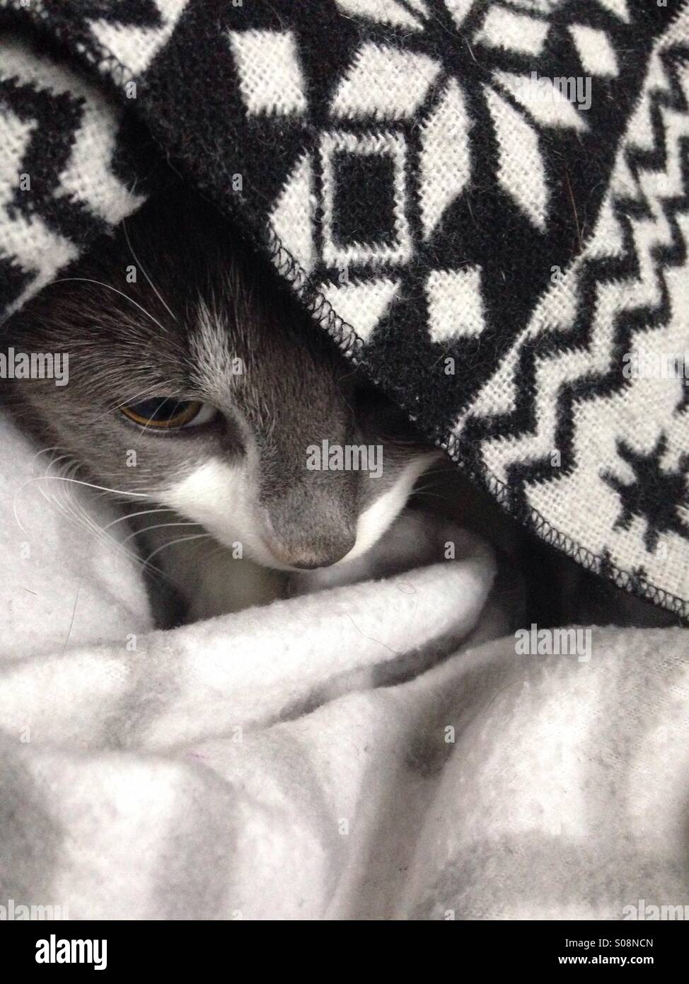 Grey kitten hiding under a blanket. Grey cat hiding under a blanket