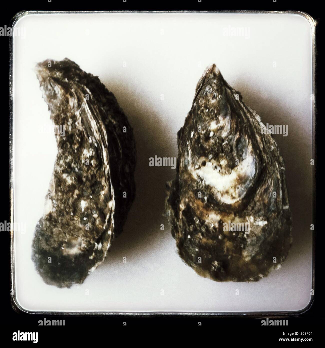 Oysters - Smartphone Captured Stock Image