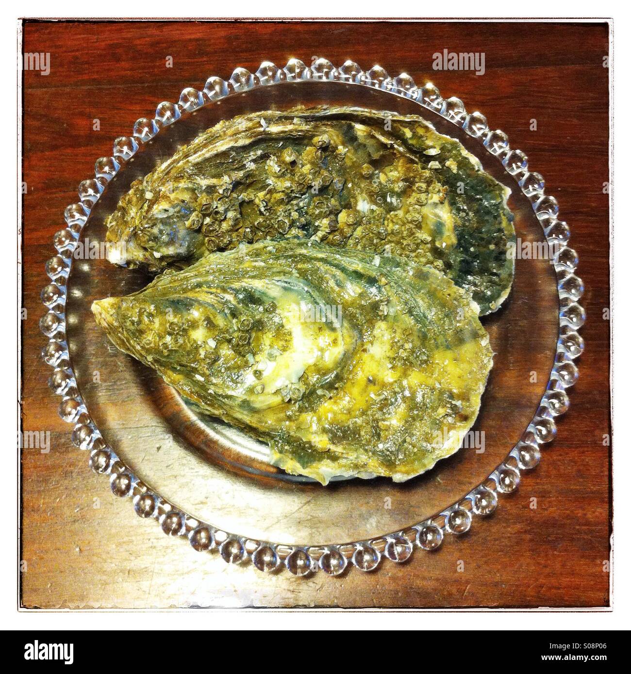 Large oysters on a glass plate - Smartphone Captured Stock Image