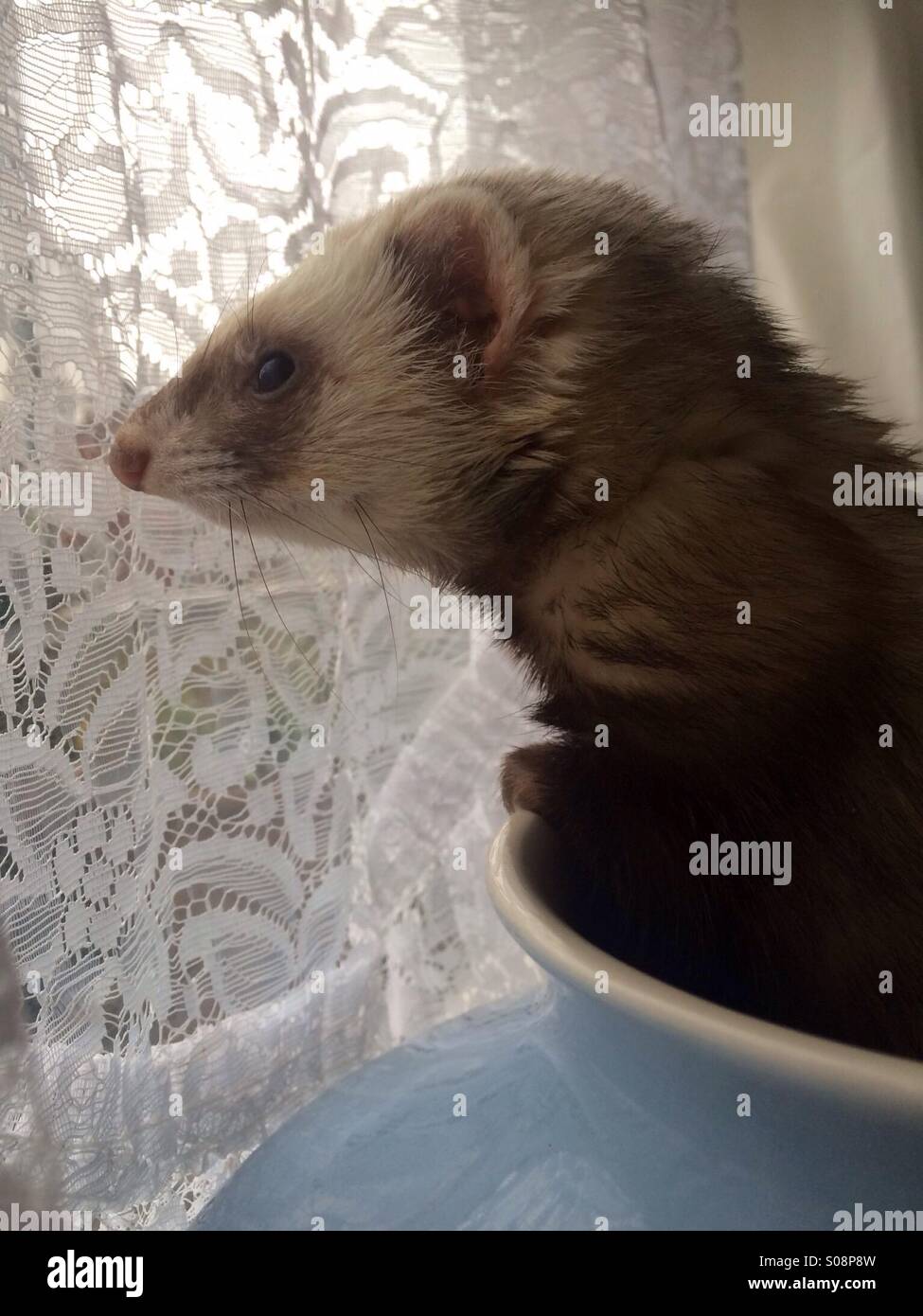 Ferret looking out of window Stock Photo