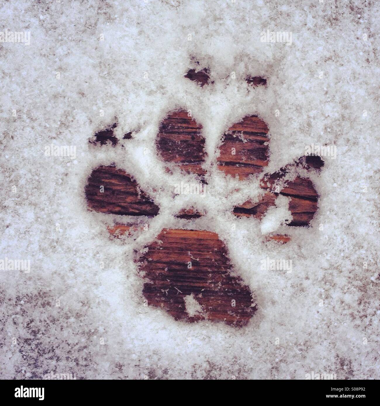 Dog paw print in snow hi-res stock photography and images - Alamy