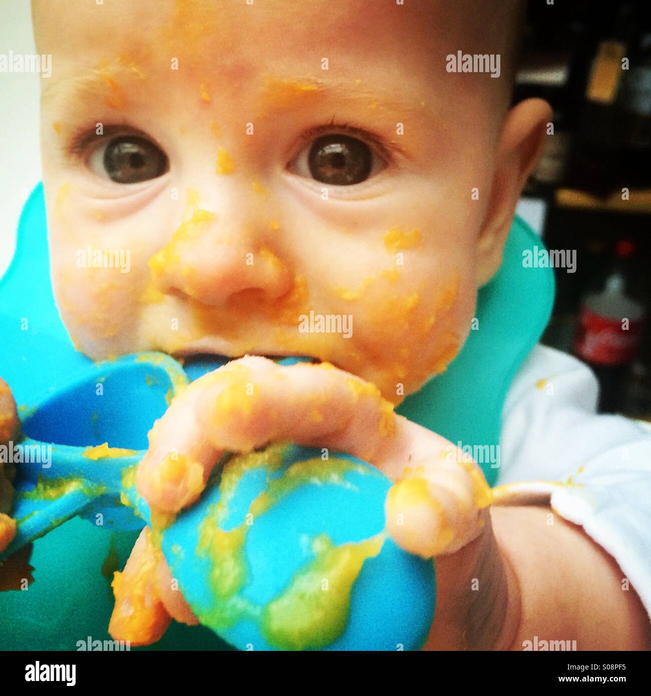 Baby boy nearly 6 months old clutches weaning spoon as he attempts to eat puréed squash Stock Photo