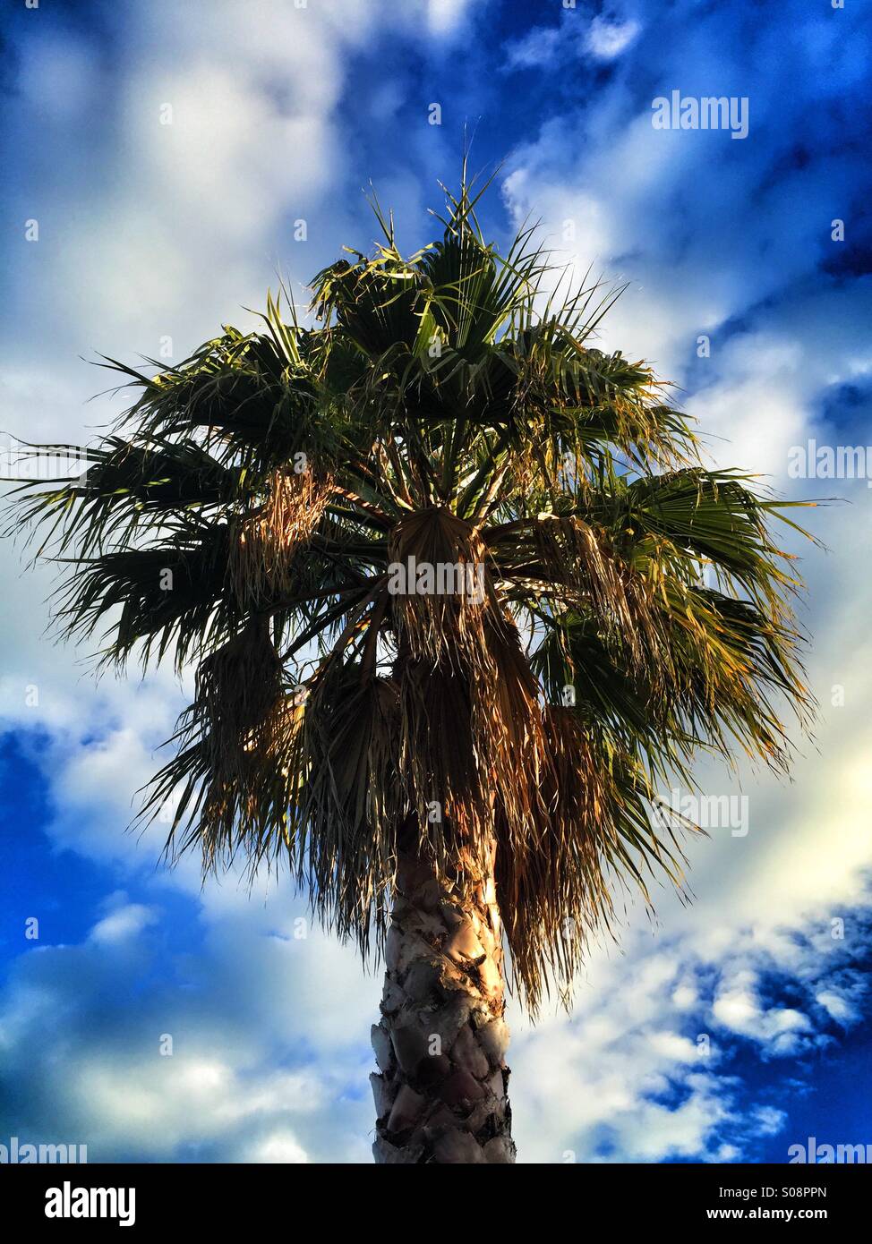 New zealand palm tree hires stock photography and images Alamy