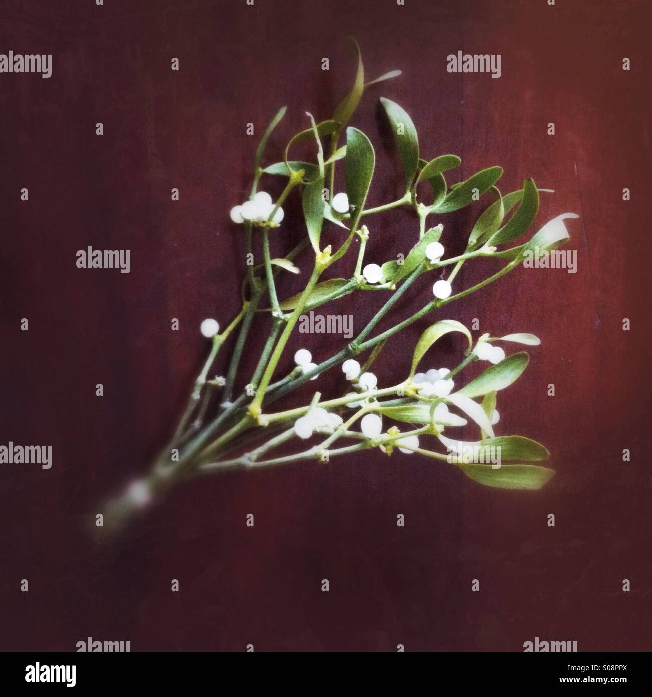 Mistletoe bundle with green leaves and white berries for festive decoration and traditions - Smartphone Captured Stock Image