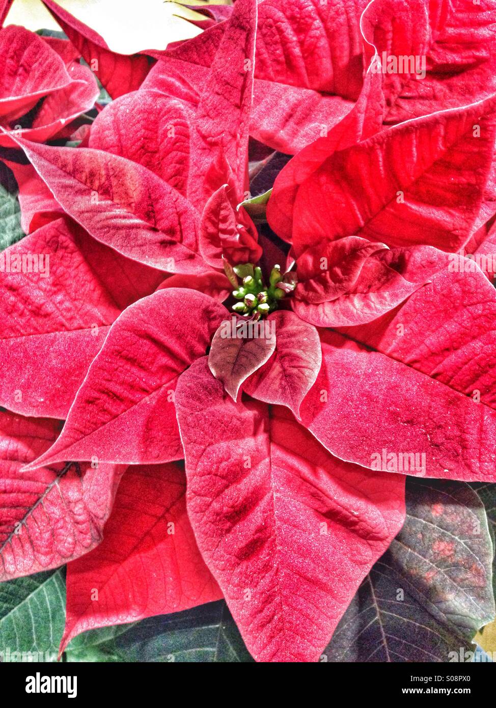 a Christmas poinsettia Stock Photo - Alamy