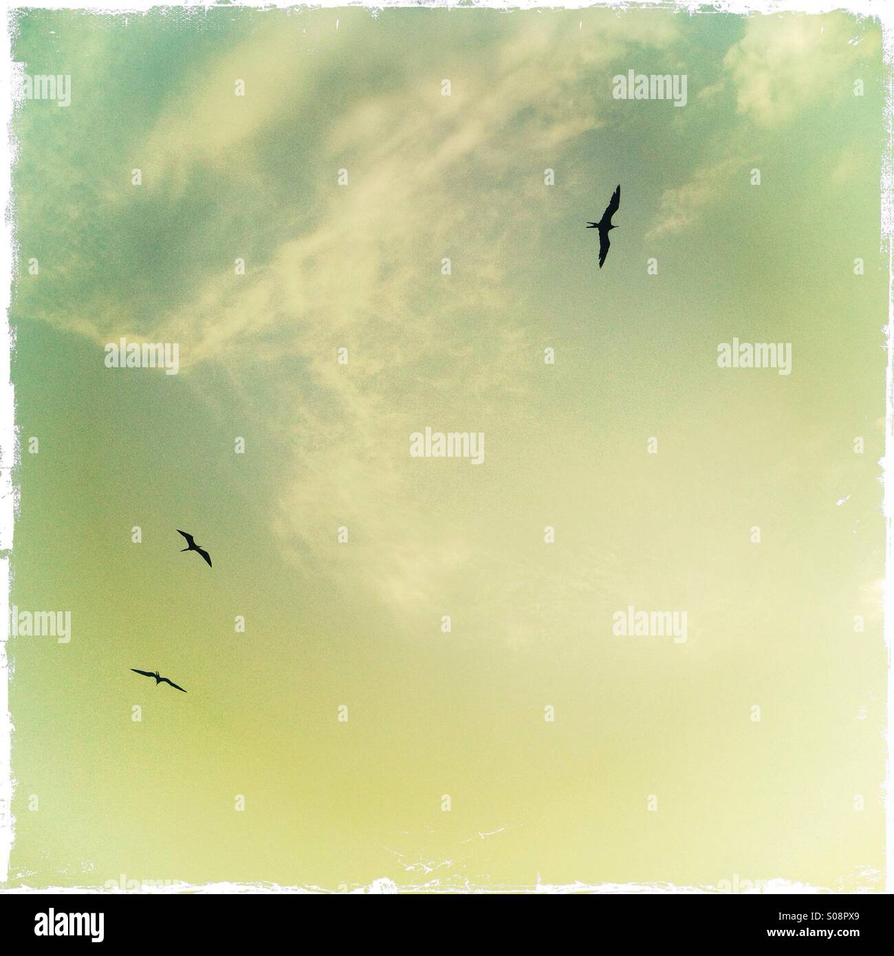 Birds flying sky hi-res stock photography and images - Alamy