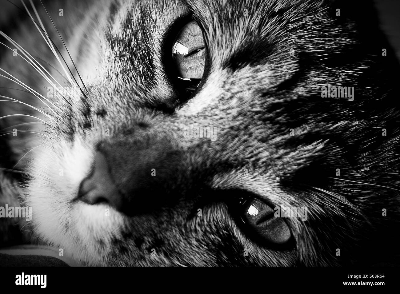 Frontal shot of a cats face and eyes Stock Photo Alamy