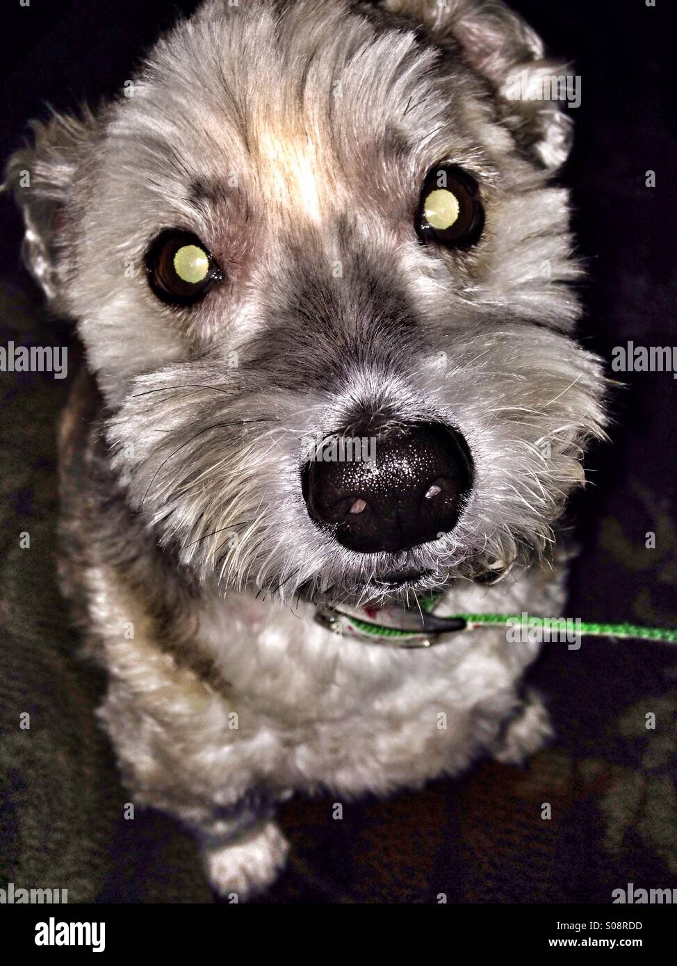 Creepy-eyed dog. - Smartphone Captured Stock Image